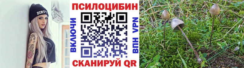 Купить  Камешково  Галлюциногенные грибы Psilocybine cubensis 